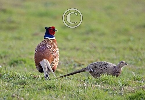 Cock and Hen Pheasants